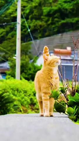 Two kitten walking side by side#kitten #cat #pet #rural #life 
