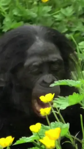 Tag  your bestie #gorilla #funny #fyp 