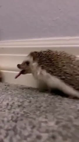 This little hedgehog's unique cry is really cute!#adorable #lovelines #hedgehog 