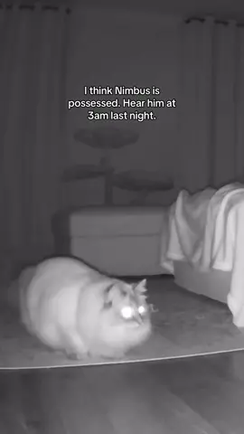 Imagine my surprise when I heard him do this for the first time #catsoftiktok #siberiancat #fyp #viral #foryou #cat #zoomies #growl 