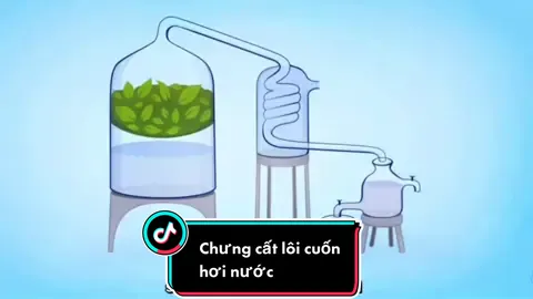Chưng cất lôi cuốn hơi nước hoạt động như thế nào? #daihocnguyentatthanh #congnghekythuathoahoc #chungcattinhdau #distillation #essentialoildistillation #tinhdautram #LearnOnTikTok #fyp #fypシ 