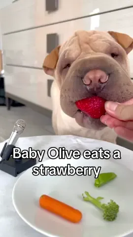 Baby Olive eats a strawberry 🍓 #Flashback #flashbacks #fyp #foryou #fypシ #strawberry #sharpei #sharpeilove #sharpeipuppy #sharpeilovers #petstagram #pets #petsofinstagram #petsofig #puppy #puppylove #puppiesofinstagram #pupper #puppylife 