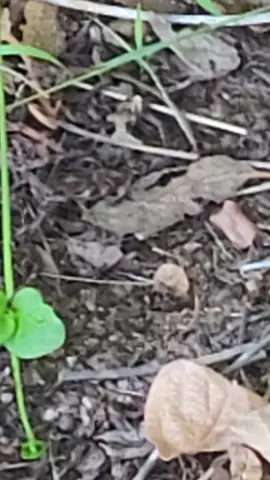 always look for a sign...  ##feathers #lizards #naturevibes 