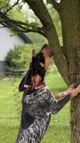6 month old bluetick pup out of country club is starting to tree #fypシ #foryou #foryourpage #foryoupage #fyp #starkoutdoors #coonhuntin #raccoonhunting #hound #coonhound #huntwithhounds #hunting #houndhunting #coonhoundsoftiktok #huntwithhounds🐾 #bluetick #bluetickcoonhound 