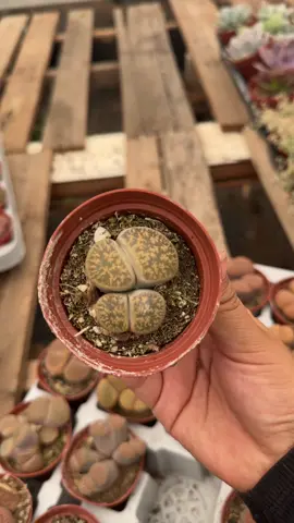 #lithops #livingstones #succulents #houseplants #tiktokshop #plantsoftiktok 