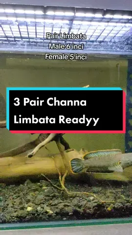 3 Pair Channa Limbata Ready 😁 Pair serasi molek untuk yg nk buat breed 😆 Minat kasi deringg kandoo 🔥 #ajbettamache #channalimbata #channa #limbata #channamalaysia🇲🇾 #fyp 