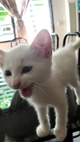 white kitten meowing 