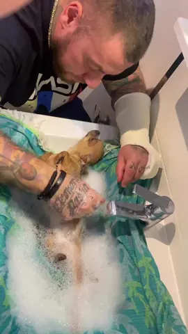 Hilda enjoys bathing❤️❤️ #chihuahuafanclub #chihuahuamix #chihuahuapuppies #chihuahua #chihuahualove #chihuahuasfamily