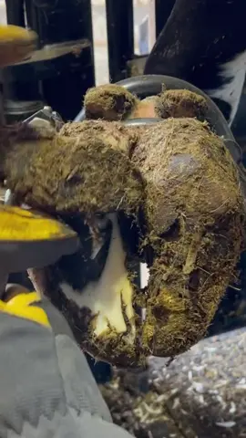 There’s lots of layers to this hoof…#foryoupage #fyp #natethehoofguy #hoofcare #oddlysatisfying #hooftok #hoofpicking #hooftrimming #hoofcleaning #bedtime #bedtimeroutine #cowtok 