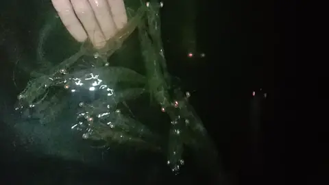 dimanja dulu sebelum berpisah menjelang panen #tambak_udang_lombok 