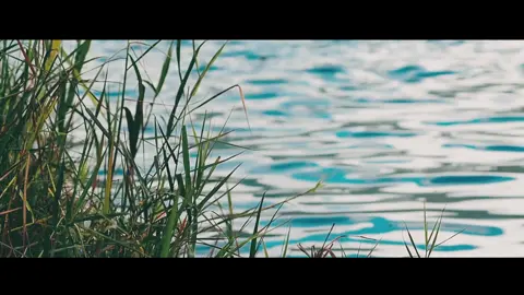 Be patient and confident. VIII.43 #nature #colourgrading #cinematography🎥 #shortfilmcinematic #shortvideo #fishing 