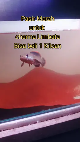 Rekomendasi pasir malang merah untuk ikan channa #pasirmerah #pasirmalangmerah #pasirmalangmerahsuperhalus 