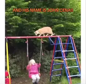 JOHN CENA!!! #meme #memes #fy #fyp #foryou #foryoupage #funny #cat #child #swing #viral #johncena #john #cena 
