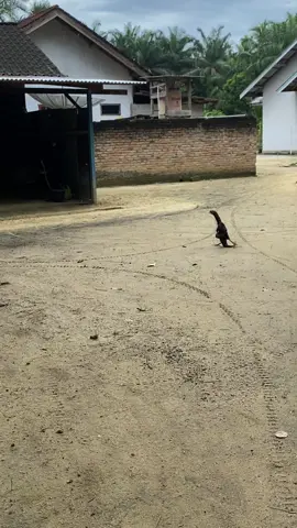 Ayam nya sakit pinggang 🤣 #fyp #viral #ayamkampung #lucu_ngakak #lucuabis #anehtapinyata #ngakakkocak #fypシ 