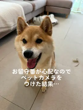 癖つよイッヌ。#柴犬 #柴犬のいる生活 #shiba #shibainu #クセスゴ #イッヌ#柴犬大好き 