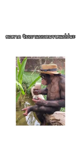 555555555 #มีม #สัตว์โลกน่ารัก #เอาขึ้นหน้าฟีดที #fyp #psn2727 #คลิปตลกฮาๆ 