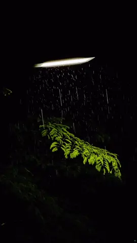 “Mưa to quá, mưa cũng sẽ rất lâu…. Đừng để ướt nhé, dù là ướt lòng..” #fyp #xuhuong #storytâmtrạng #tâmtrạng #nhạcchillhay #mưa #nhữngtríchdẫnhay 