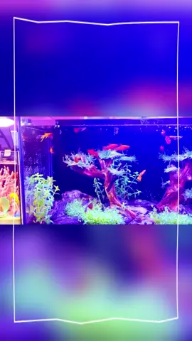 Forest design landscape for aquarium tank, amazing #aqua #aquarium #fishtank #landscape #treework #ornaments #Lifestyle #pet #petlife #aquascape #fyp