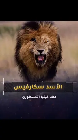 سكارفيس .. أشهر وأقوى وأخطر أسد في التاريخ .. #قصص_واقعية #قصص #مصر #المغرب #الجزائر #السعودية #دول #العراق #ناسيونال_جيوغرافي #جرائم #أسد #حيوانات #كينيا #screenplus #screen #fyp #foryou #viral #explore #natgeo #usa @ScreeN+ @ScreeN+ 