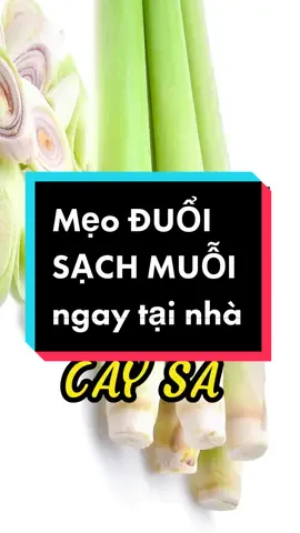 Mẹo đuổi muổi tại nhà bằng ...#LearnOnTikTok #mẹovặt #foryou 