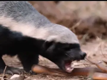 honey badger vs snake #Wild #wildanimals #animalworld #animal #honey badger#vs# snake 