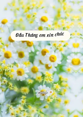 Hello tháng 7 🌼( vội quá chỉ nghĩ ra bài thơ con cóc để chúc mn tháng mới nhiều niềm vui và sức khỏe ☺️,mong mn k chê.#ýnghĩacuộcsống #vuivemoingay❤️ #yêuthuongbanthan #☘️ #🌼 