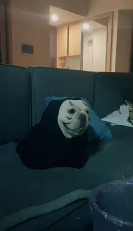 #frenchbulldog