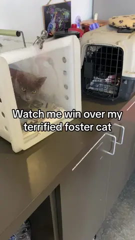 Yall! She finally let me pet her yesterday!!! It’s been a great week 🥹 so proud of this sweet mama cat and her perfect little family. Now they are ready for homes of their own!  #cattok #fyp #catvideo #cutecats #kittens #rescuecats #kittens #catfamily #catmom 