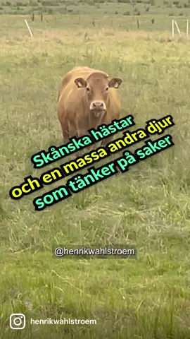 Två skånska hästar, ett flug-kollo och en mindfulness-stund är serverad! #hästparaden #skåneparaden #skåne #skånska #dialekt #djur #hästarpåtiktok 