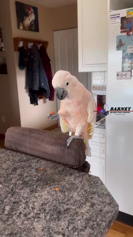 Let’s munch on some carrots (he does swallow some) 🧡🥕 #westcoastbarney #barneythewestcoastcockatoo #barney #loves #crunchy #carrot #asmr #yummy #vegetables #goodforyou 