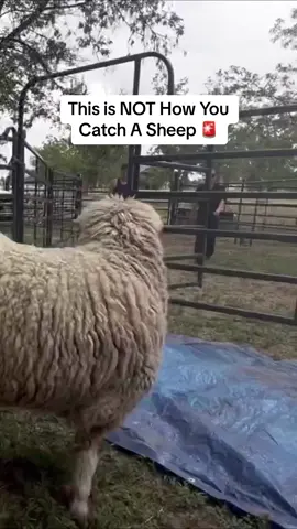 No fence is stopping this sheep 