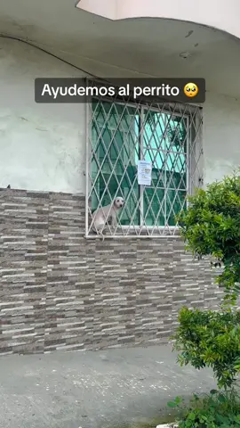 Alguien sabe ? #santodomingoecuador #frankkarrion #reportajes #fiestaslatierrita 