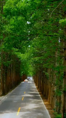 #scenery #foryou #tree 