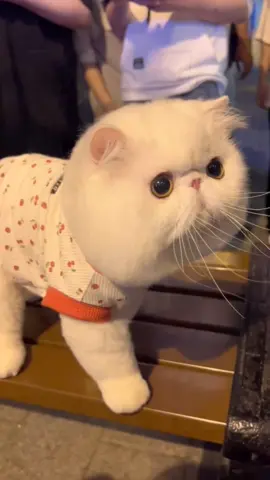#pet #fyp #funny #funnyvideos #cute #cat 