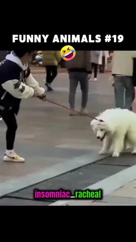 😂🤣 Funny Animals Compilation #19 #trynottolaugh #animals #funnyanimals #animalfails #fails #funny #funnyfails #failvideos #funnyfailvideos #failscompilation #funnyvideo #funnyvideos #funnytiktok #funnytiktokvideos #tikok #meme #memes #memesdaily #memestiktok #tiktokmemes #dank #dankmeme #dankmemes #dankmemesdaily #relatable #funnymemes #hilariousmemes #dankvideos #makeyoulaugh #hilariousvideos #lol #lmao #fypage #foryourpage #shorts #youtubeshorts #reels #funnyreels #facebookreels #fyp #fypシ 
