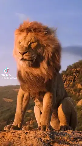 الاسد هيبه