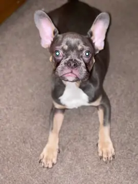 #frenchbulldog #frankie #capcut #foryou #dog #Love #foryoupage #heart #forever 