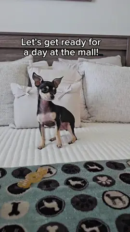 Join Keto and his humans for a relaxing day at a dog-friendly mall in Boca Raton, FL! RIP to the human's credit card at the end. #grwm #chihuahua #chihuahuas #chihuahuastiktok #cute #puppy #lifestyle #KetoTheChihuahua #thechisociety #fyp 