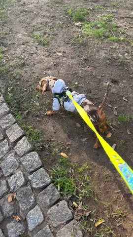 🏇😅 #daschundsoftiktok #viral #video #daschundpuppy #mini #arlequin #flyp #daschund #shrekislove #burrito 