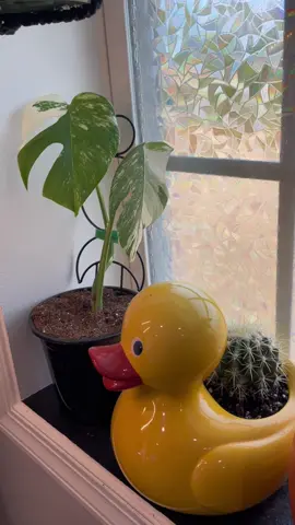 Lets hope i dont kill it 😓  #monsteraalbo #plantsoftiktok 