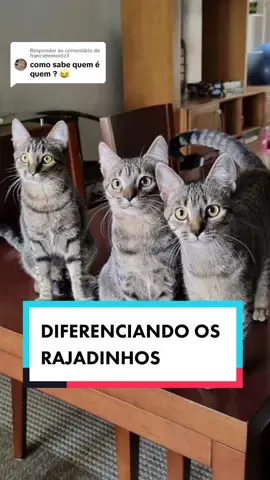 Respondendo a @francielemoritz3   Assim que eu diferencio meus 3 rajadinhos 💌 #gatos #gatofofo #gatorajado #familinhadegato 