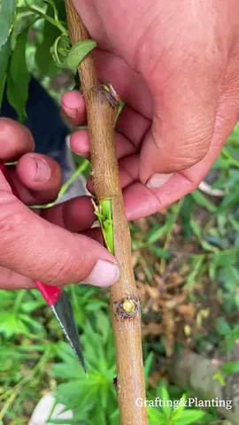 Fruit tree 🌳 T bud grafting  #grafting #graftingtechniques #graftingplant #plantgrafting  #foryou #fyp 