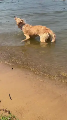 Lylas first time in the lake. #dog #goldenretriever #swimming 