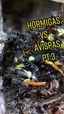 Hormigas vs avispas parte 3 #fyp #foryou #viral #insectos #hormigas #avispas #anthouse #guerra #vs 