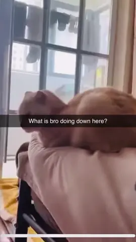 Beo just spawned #cat 