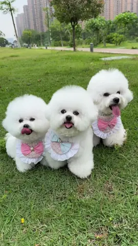 #foryou #fyp #puppydog #dog #bichion #bichionfrise 