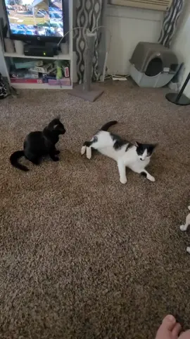 It's wrestling time! Frank and Dharma go at it. #catsplaying #kittens #cats #kittycatsoftiktok #catsplaying 