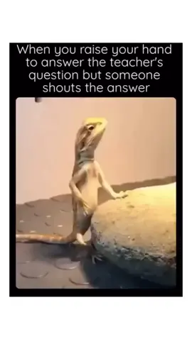 #funnyvideos #meme #lizzard 