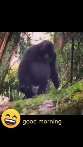 good morning #animals #wildlife #fun #gorilla 