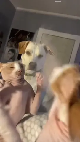 Thôi bỏ qua đi 2 đứa... chuyện có gì đâu à 🥺 #cuncungcantho ❤️